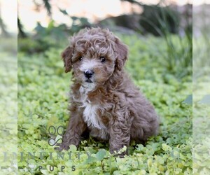 Cavapoo (Miniature) Puppy for sale in LANCASTER, PA, USA