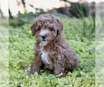 Cinnamon - Female Cavapoo (Miniature) Puppy for Sale - Small photo