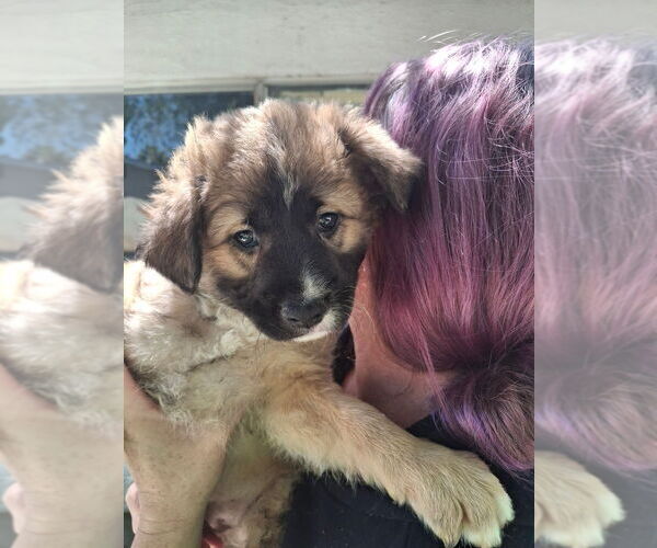 Medium Photo #4 Cocker Spaniel-Unknown Mix Puppy For Sale in Dana Point, CA, USA