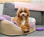 Small Photo #7 Goldendoodle mix (+ Poodle Miniature) Puppy For Sale in SYRACUSE, IN, USA
