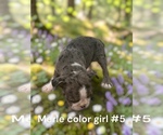Small #4 Boston Terrier