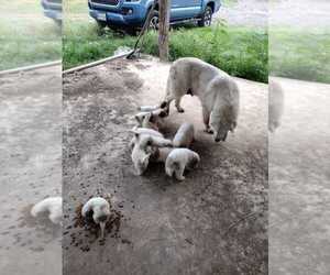 Great Pyrenees Puppy for sale in AUSTIN, TX, USA