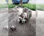 Small Photo #1 Great Pyrenees Puppy For Sale in AUSTIN, TX, USA