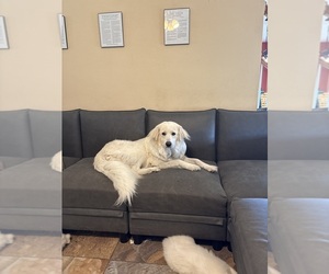 Mother of the Great Pyrenees puppies born on 04/30/2025