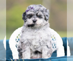 Puppy Willow Maltipoo (Miniature)