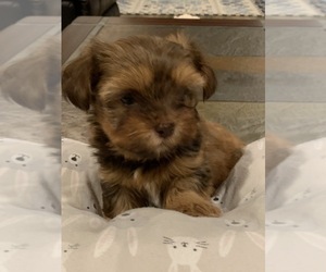 Shorkie Tzu Puppy for sale in EDMOND, OK, USA