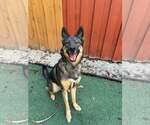 Small #3 German Shepherd Dog