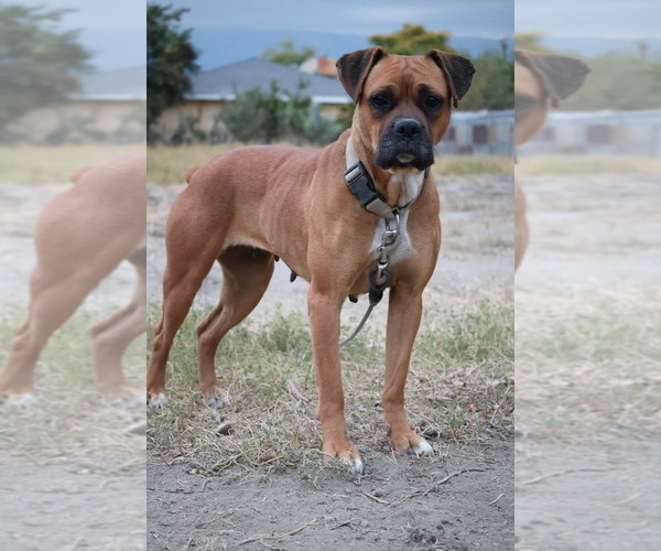 Medium Photo #1 Bullboxer Pit Puppy For Sale in SAN BERNARDINO, CA, USA