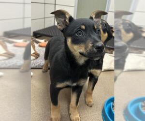 German Shepherd Dog-Unknown Mix Dogs for adoption in Fort Wayne, IN, USA