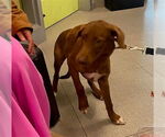 Small Labrador Retriever Mix