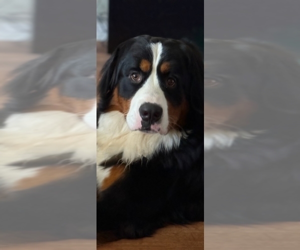Medium Photo #1 Bernese Mountain Dog Puppy For Sale in BROOKHAVEN, MS, USA