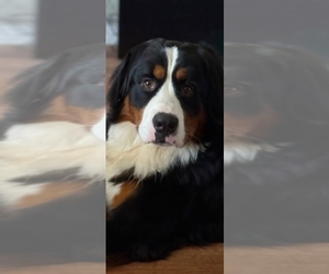 Father of the Bernese Mountain Dog puppies born on 06/22/2026
