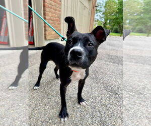 American Pit Bull Terrier-Unknown Mix Dogs for adoption in Germantown, OH, USA
