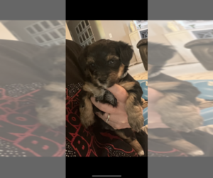 YorkiePoo Puppy for Sale in MURFREESBORO, Tennessee USA