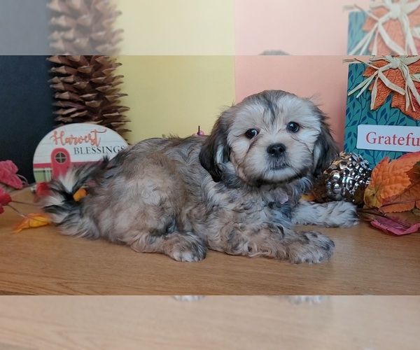 Medium Photo #8 Lhasa Apso Puppy For Sale in PHOENIX, AZ, USA