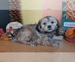 Small #7 Lhasa Apso