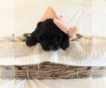 Small Photo #65 Miniature Bernedoodle Puppy For Sale in AUBURNDALE, FL, USA