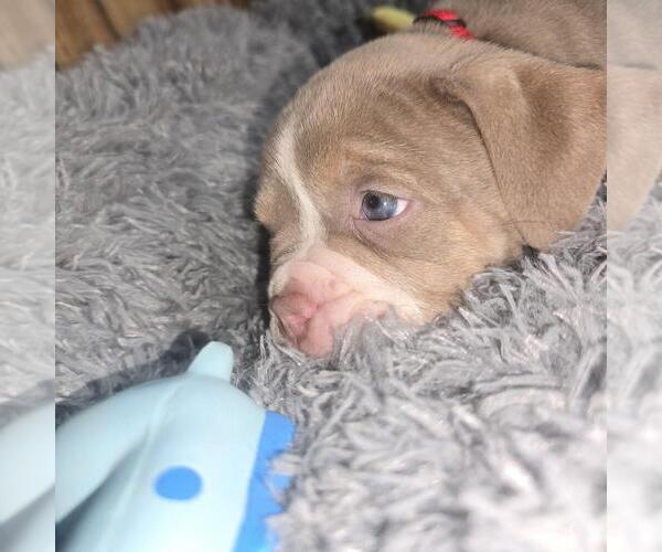Medium Photo #1 Olde English Bulldogge Puppy For Sale in HAMLER, OH, USA