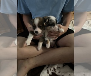 American Corgi Puppy for sale in MARKSVILLE, LA, USA