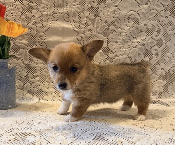 Medium Photo #3 Pembroke Welsh Corgi Puppy For Sale in OWEN, WI, USA