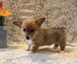 Small #2 Pembroke Welsh Corgi