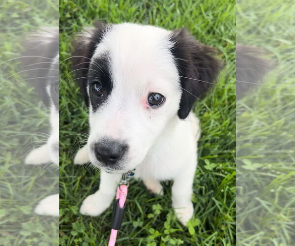 Medium Photo #3 Mutt Puppy For Sale in Plainfield, IL, USA