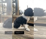 Small Photo #4 Poodle (Standard) Puppy For Sale in OLIN, IA, USA