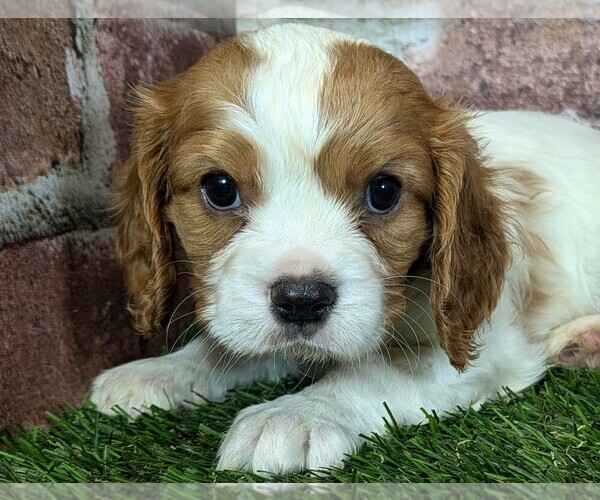 Medium Photo #9 Cavalier King Charles Spaniel Puppy For Sale in MOBERLY, MO, USA