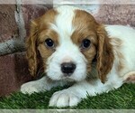 Small #8 Cavalier King Charles Spaniel