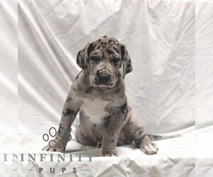 Great Dane Puppy for sale in LITITZ, PA, USA