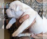 Small Photo #5 American Bulldog Puppy For Sale in MILLS RIVER, NC, USA