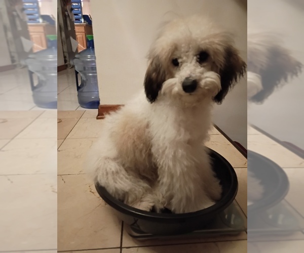Medium Photo #1 Goldendoodle mix (+ Poodle Miniature) Puppy For Sale in CHICAGO, IL, USA