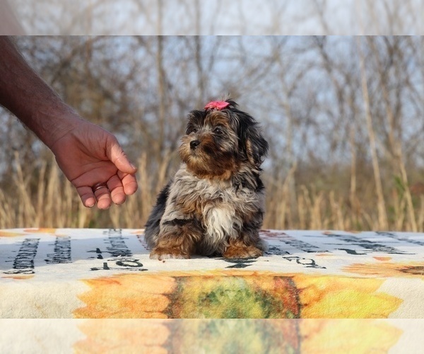 Medium Photo #10 ShihPoo Puppy For Sale in DYERSBURG, TN, USA
