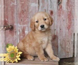 Golden Retriever Puppy for sale in DETROIT, MI, USA