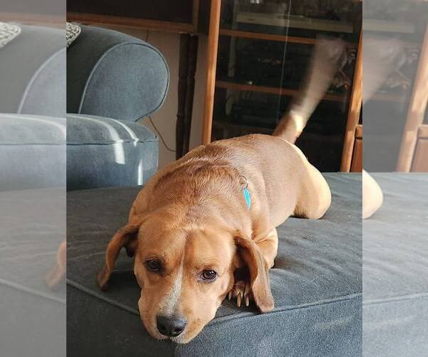Medium Photo #3 Beagle-Unknown Mix Puppy For Sale in Rochester, NY, USA