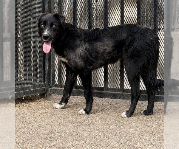 Medium Photo #1 German Shepherd Dog-Unknown Mix Puppy For Sale in Riverside, CA, USA