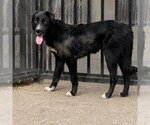 Small German Shepherd Dog Mix