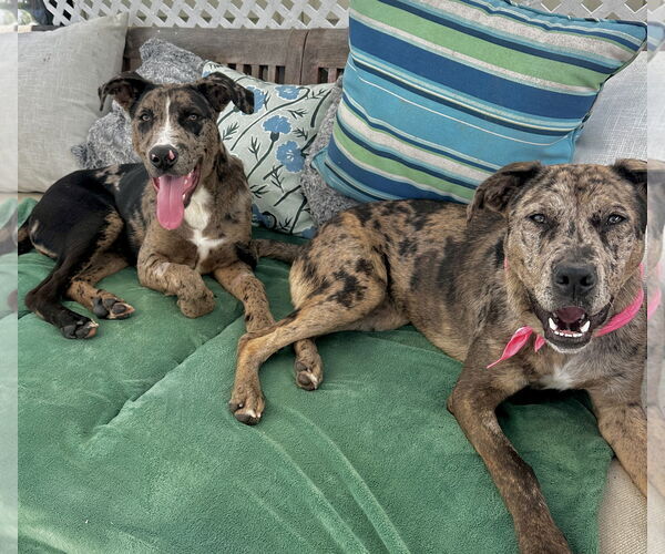 Medium Photo #3 Catahoula Leopard Dog Puppy For Sale in Newport Beach, CA, USA