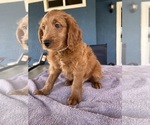 Small Photo #6 Goldendoodle (Miniature) Puppy For Sale in FONTANA, CA, USA