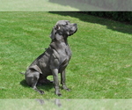 Small Photo #1 Great Dane Puppy For Sale in CALDWELL, ID, USA