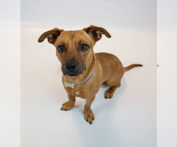 Medium Photo #6 Mutt Puppy For Sale in Kennesaw, GA, USA