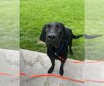 Small Labrador Retriever