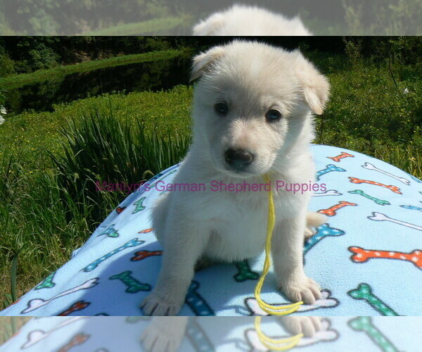Medium Photo #2 German Shepherd Dog Puppy For Sale in PIEDMONT, MO, USA