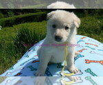 Small #1 German Shepherd Dog