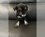 Puppy Maui Schnauzer (Miniature)