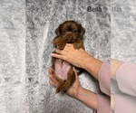Puppy Bella Shorkie Tzu