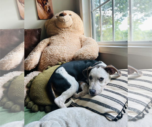 Medium Photo #11 Mutt Puppy For Sale in Holly Springs, NC, USA