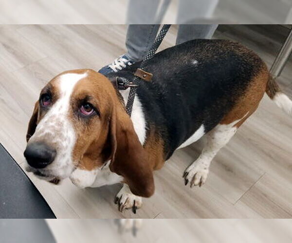 Medium Photo #4 Basset Hound Puppy For Sale in Deepwater, NJ, USA