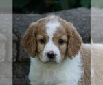 Small Photo #7 Goldendoodle-Poodle (Miniature) Mix Puppy For Sale in FREDERICKSBG, OH, USA