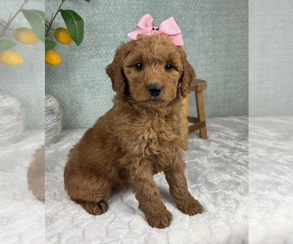 Medium Photo #5 Goldendoodle (Miniature) Puppy For Sale in FRANKLIN, IN, USA